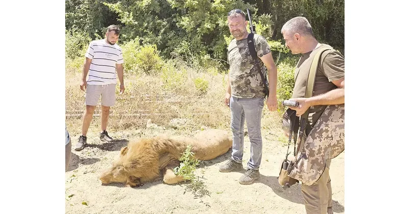 Antalya’da ‘Zeus’ paniği... Kaçan aslanı avcılar vurdu