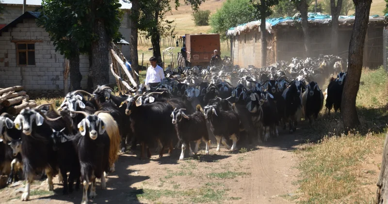 Muş ta 52 kişilik ekip, küçükbaş hayvanları aşılayıp kayıt altına alıyor