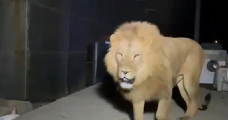 Aslan Zeus hayat arkadaşı öldükten sonra kaçmış