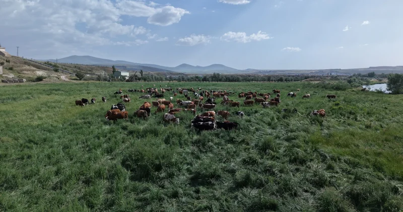 Kayseri de mera vasfı kazandırılan arazilerde büyükbaş hayvanlar otlatılıyor