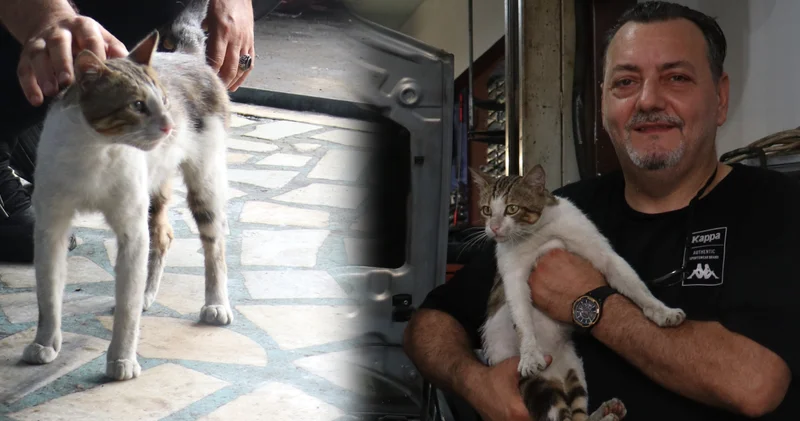 Psikopat kedi sanayiyi ele geçirdi! Ustaya iş yaptırmıyor