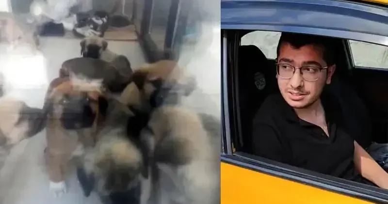 Doktorun, sahiplendiği köpekleri öldürmekten yargılandığı davada bilirkişi kararı