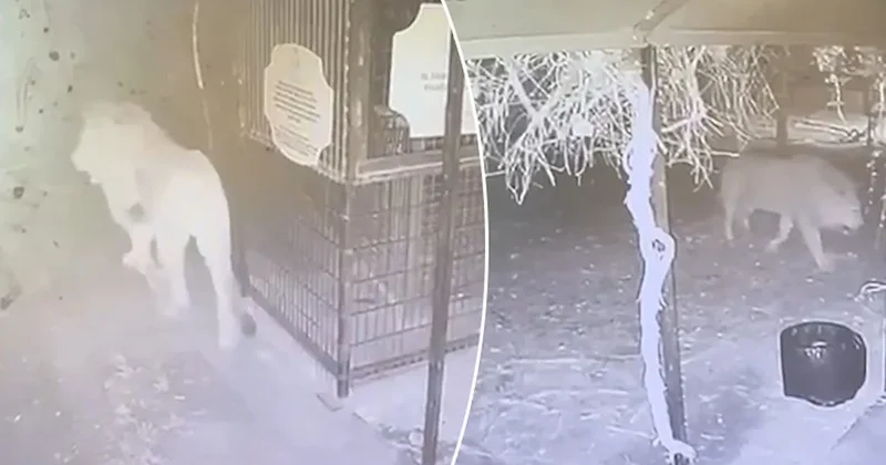 Antalya da bir kişiyi yaralayan aslanın kaçış anı kamerada Sözcü Gazetesi
