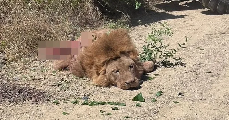Manavgat’ta aslan dehşeti