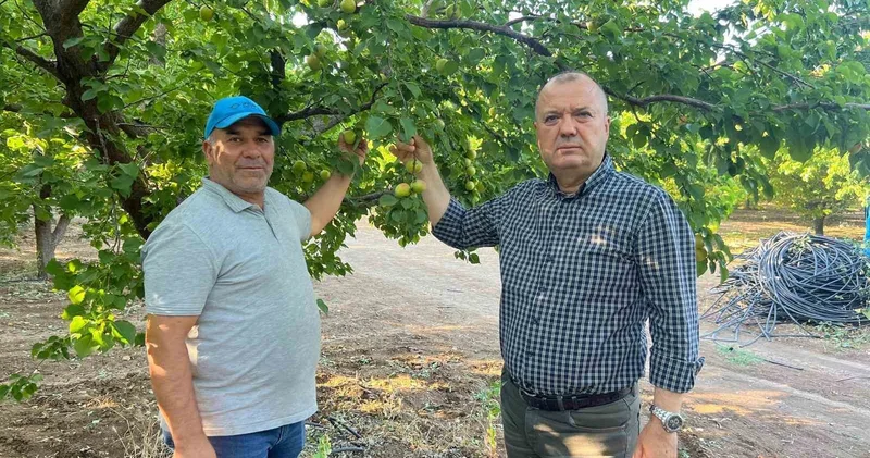İspanya modeliyle 2 milyon liralık kayısısını kurtardı