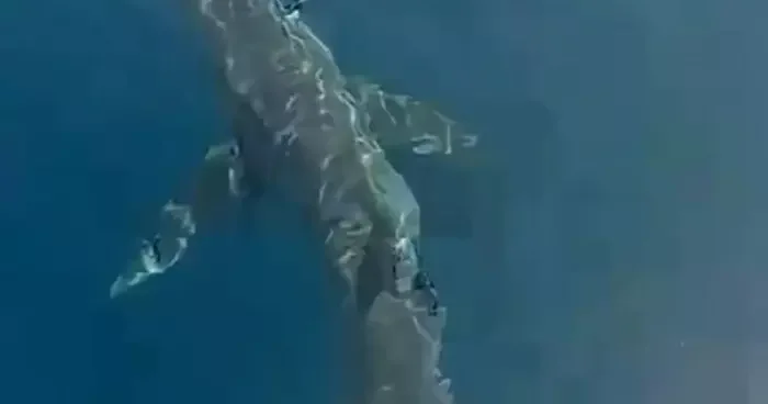 Edirne de koku dolu anlar! Balıkçılar görünce neye uğradığını şaşırdı: Tam 3 metre