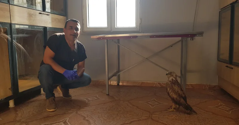 Doğada yaralı bulunan kızıl şahini veteriner sahiplendi
