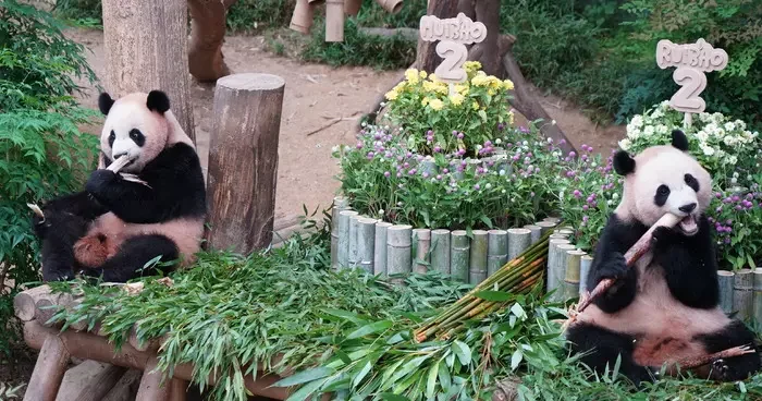 Güney Kore’de ikiz pandaların doğum günü kutlandı