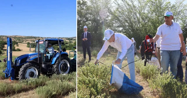 Tıbbi ve aromatik bitki projesiyle ekilen kekik hasadı başladı Hayat Haberleri