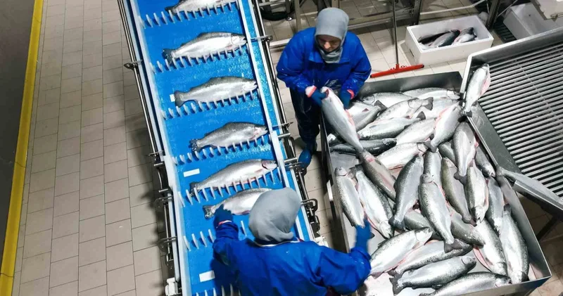 Samsun, su ürünleri ihracatında çıtayı yükseltiyor