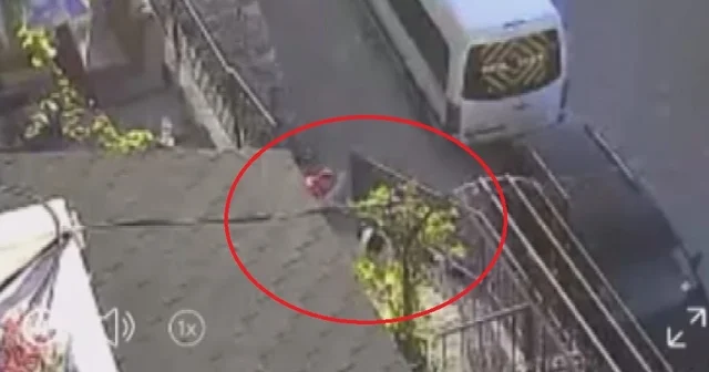 Köpeği taş ve sopayla dövdü Amasya Haberleri