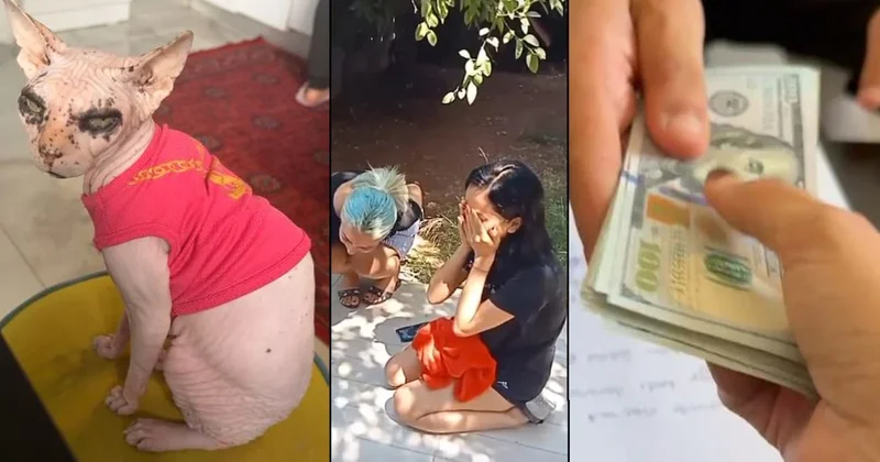 Kedisi kayboldu, bulana 2 bin dolar verdi Sözcü Gazetesi
