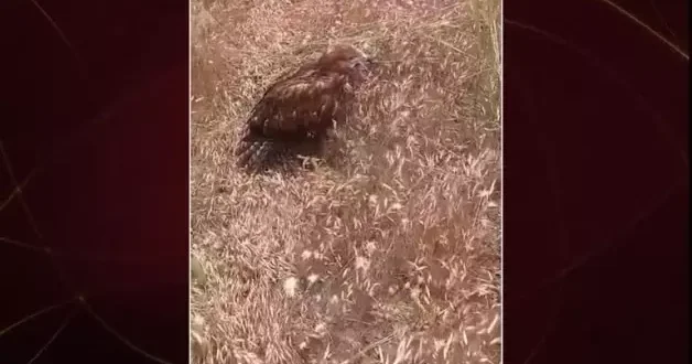 Avladığı hayvan boğazına takılan kartalı çiftçinin merhameti kurtardı