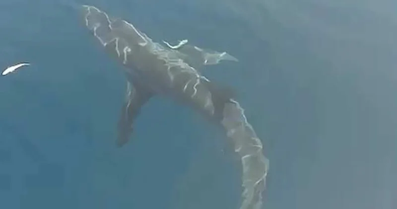 Bir ilde köpekbalığı dehşeti! Boyu 2.5 metre