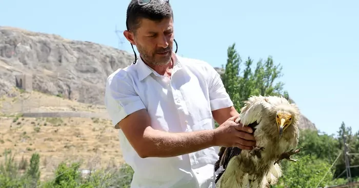 Nesli tükenme tehlikesi altında! Yaralı halde bulunan yaralı beyaz akbaba tedaviye alındı
