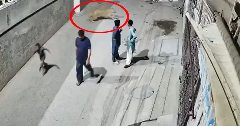 Türkiye den sonra o ülkede de aslan dehşeti: Sahipleri tutuklandı Sözcü Gazetesi