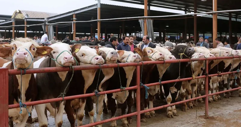 Korkutan şap karantinası, salgının nedeni kaçakçılık mı?