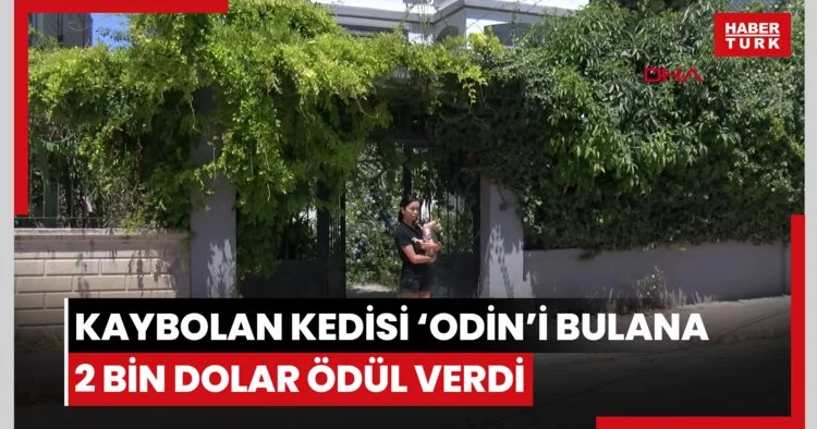 Kaybolan kedisi ‘Odin’i bulana 2 bin dolar ödül verdi