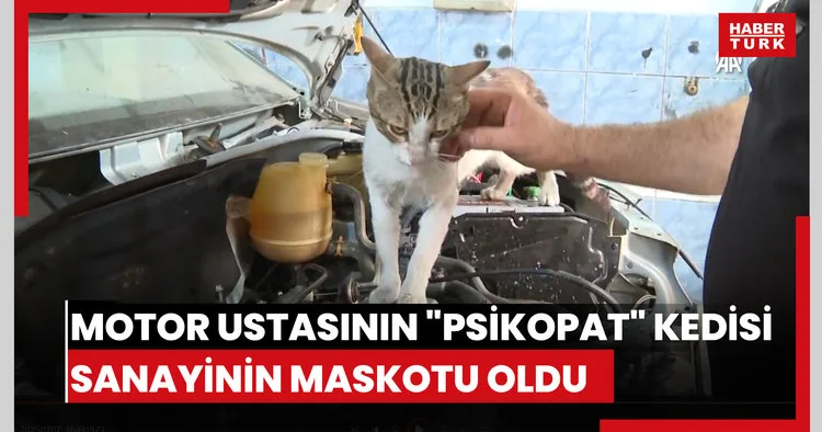 Motor ustasının Psikopat kedisi sanayinin maskotu oldu