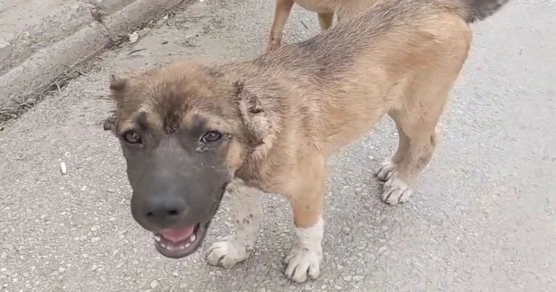 Sokak köpeklerinin kulaklarını kesti