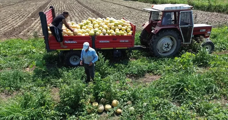 Sadece Bafra Ovası nda yetişiyor! Süheyla Kavunu nun kilosu 12 TL den kapış kapış gidiyor
