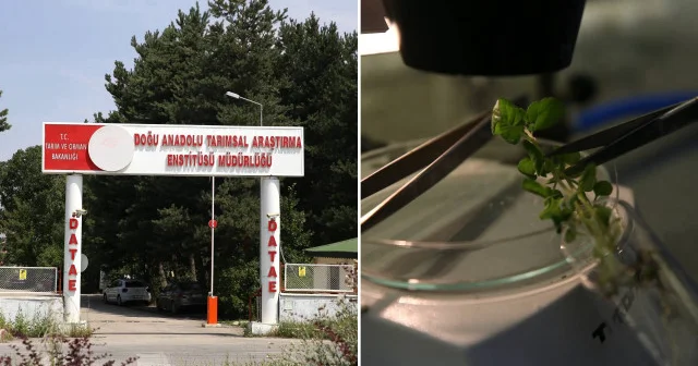 Erzurum da 25 yıllık çalışmayla Karsu ve Cansu isimli yerli patates çeşitleri geliştirildi Ekonomi Haberleri
