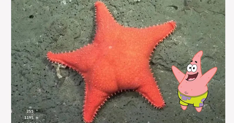 Süngerbob karakteri Patrick e aşırı benzeyen deniz yıldızı okyanusun dibinde bulundu!