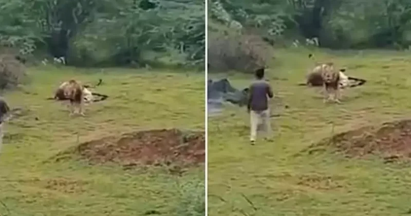 Aslanla yakın çekim uğruna az daha canından oluyordu