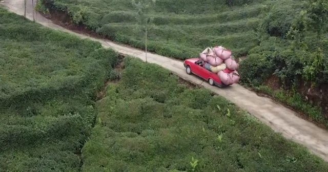 Rize de çay naklinde otomobiller ‘kamyonet’ oluyor VİDEO İZLE