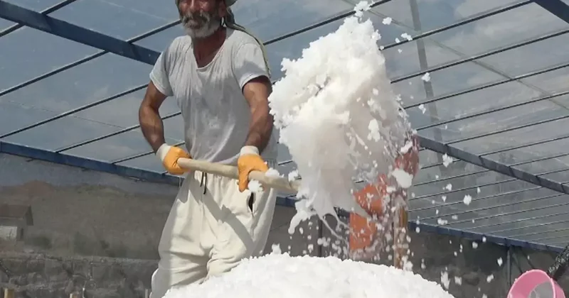 450 yıllık mucize! Dünyada sadece Kemah ta var, 2 bin ton üretilecek