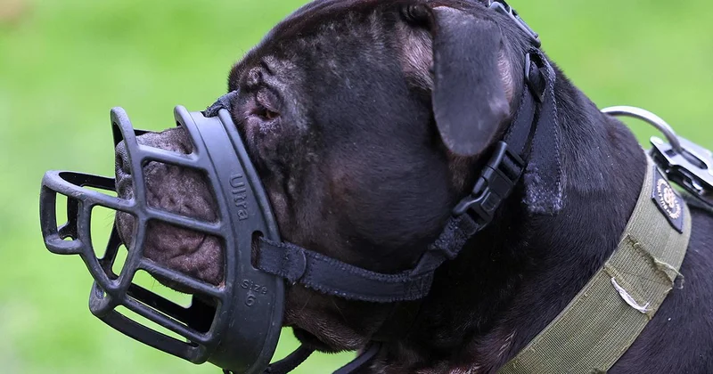 Yedi yaşındaki çocuk evin köpeği tarafından saldırıya uğradı
