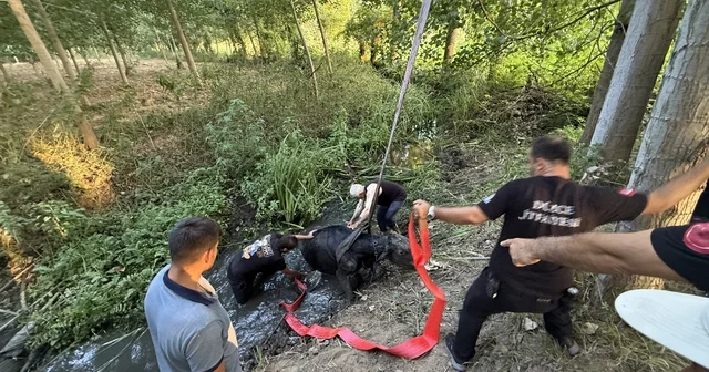Düzce de bataklığa saplanan inek kurtarıldı Düzce Haberleri