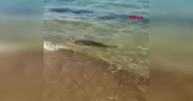Saros’ta su samurunu görenler şaştı kaldı