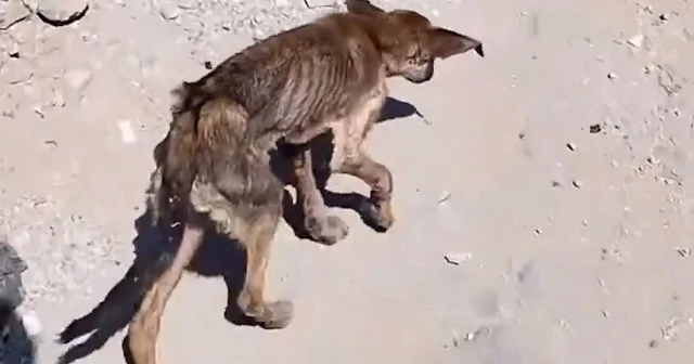 Gazze de yiyecek hiçbir şey bulamayan köpek ölümle burun buruna kaldı VİDEO İZLE