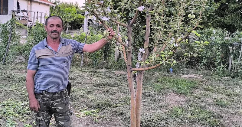 Kayseri de beklenmeyen hasat: Ağustos ayında çiçek açtı Sözcü Gazetesi
