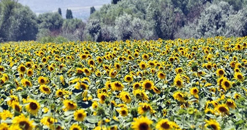Trakya Birlik, ayçiçeği ön alım fiyatını açıkladı: Ton başına 28 bin TL ödeme yapılacak Sözcü Gazetesi
