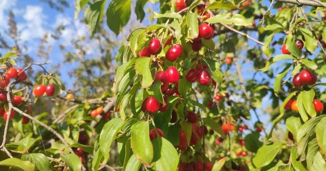Şerbeti, çayı, meyvesi oluyor: Kalbi koruyor enfeksiyonu düşürüyor Sağlık Haberleri