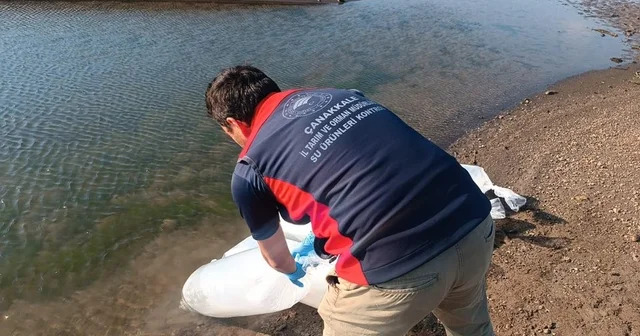 Çanakkale de baraj ve göletlere aynalı sazan bırakıldı Çanakkale Haberleri