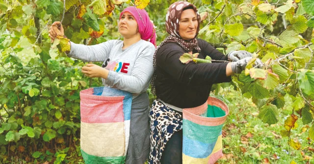 Rekolte düştü alım fiyatı %50 arttı Ekonomi Haberleri