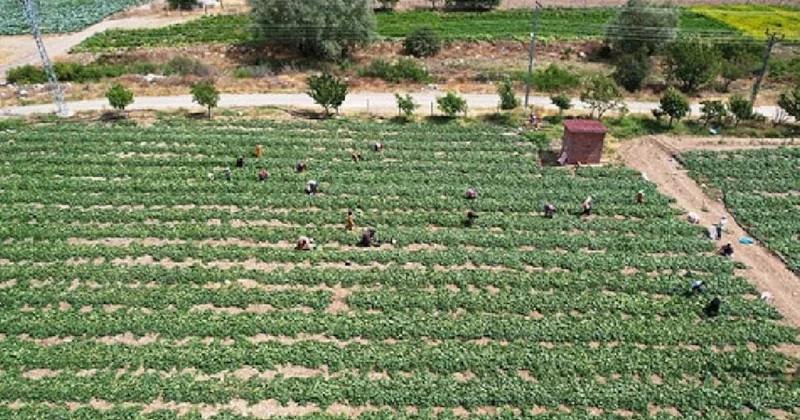 Denizli de coğrafi işaretli hasat başladı: Dekar başına 2,5 ton yüzleri güldürdü Sözcü Gazetesi