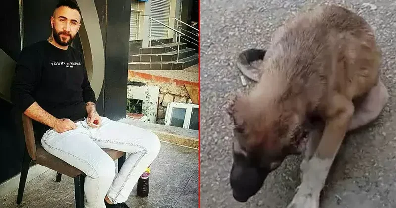 Köpeğin kulağını kesip, işkence yapan şüpheli tutuklandı