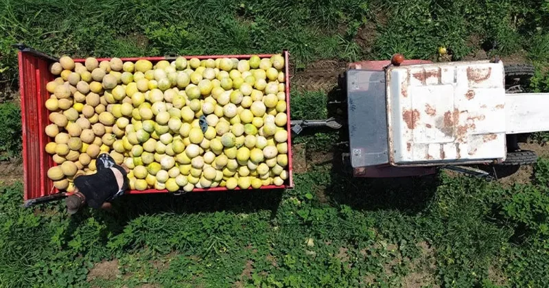 Çiftçinin yüzünü güldürdü! Kilosu 12 liradan satılıyor!