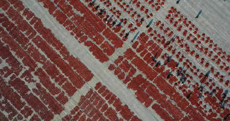 Avrupa ülkeleri almak için sıraya girdi: Kurusunun kilosu 110 liradan satılıyor
