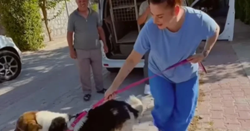 Sahibinin mezarından ayrılmayan köpek, Ceylan Ertem e emanet Magazin haberleri