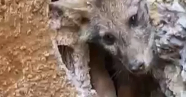Kayaya sıkışan çaresiz tilkiyi maden işçileri böyle kurtardı VİDEO İZLE