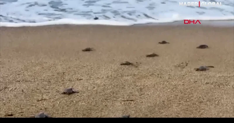 Caretta carettalar yuvadan çıktı: Gönüllüler yardımcı oldu
