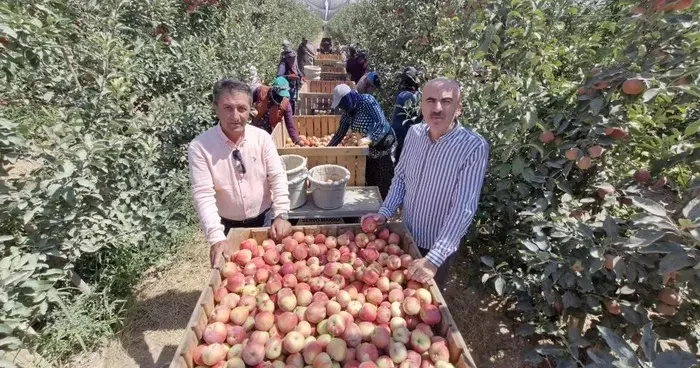 Zirai donun vurduğu Karaman da elma hasadı buruk başladı