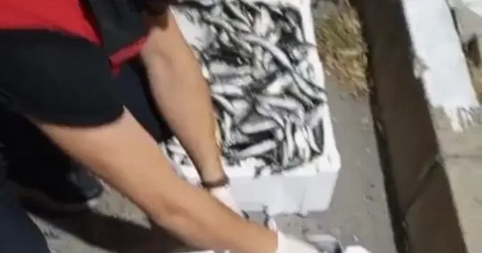 Kilolarca balığa el konuldu