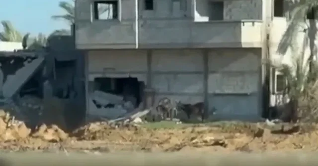 Katil İsrail’den akılalmaz vahşet: Eşeği bombalayıp sevinç çığlıkları attılar VİDEO İZLE