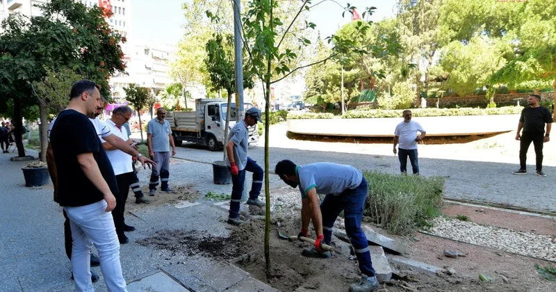 Bornova sokakları sakura ve tarçın kokacak Sözcü Gazetesi